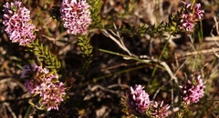 Amphithalea ericifolia ericifolia