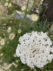 Rhagonycha fulva