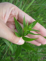 Galium