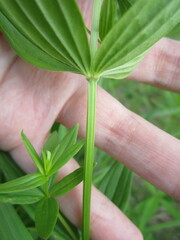 Galium