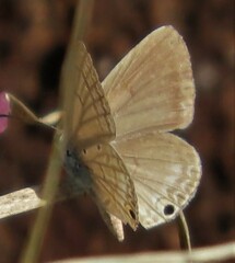 Anthene princeps