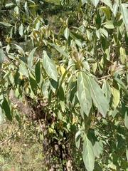 Cornus oblonga