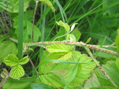 Rubus caesius