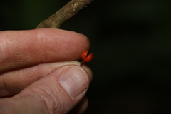 Auranticarpa rhombifolia