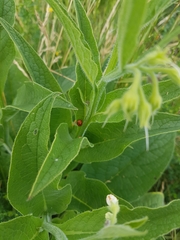 Coccinella septempunctata
