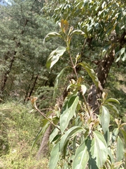 Cornus oblonga