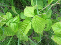 Rubus caesius