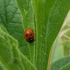 Coccinella septempunctata