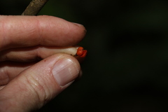 Auranticarpa rhombifolia