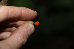 Auranticarpa rhombifolia