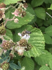Apis mellifera