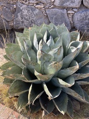 Agave parrasana