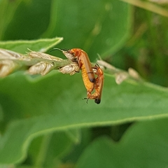 Rhagonycha fulva