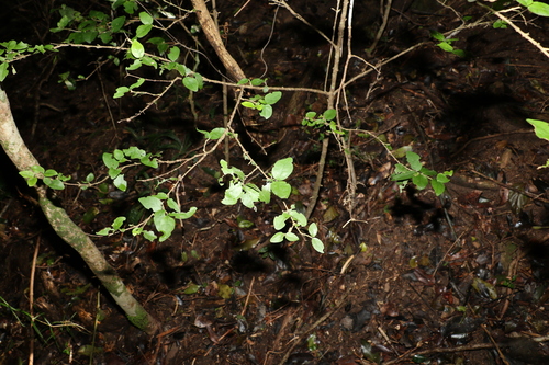 Image of Randia moorei by (c) Greg Tasney, some rights reserved (CC BY-SA)