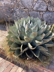 Agave parrasana