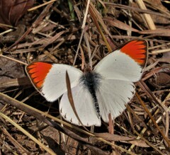 Colotis pallene