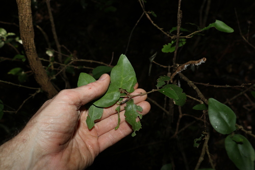 Image of Randia moorei by (c) Greg Tasney, some rights reserved (CC BY-SA)