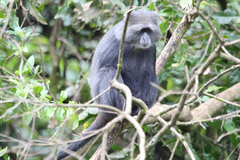 Cercopithecus mitis