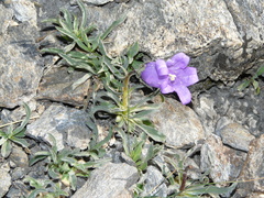 Campanula alpestris