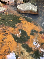 Fissidens berteroi
