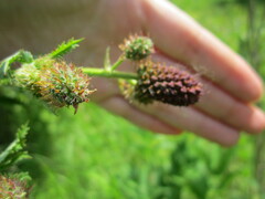 Sanguisorba officinalis