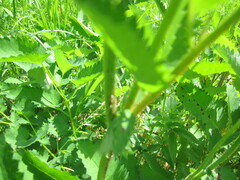 Sanguisorba officinalis