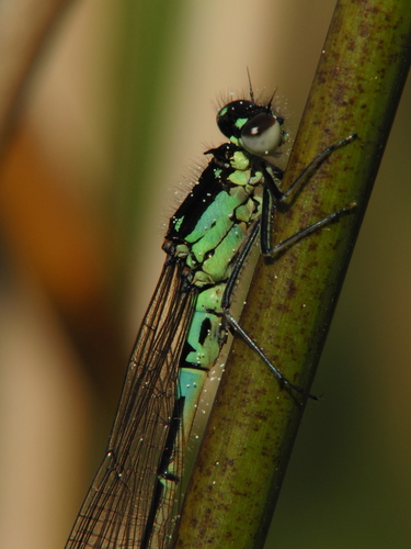 Norfolk damselfly