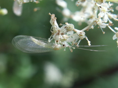Chrysopidia ciliata