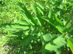 Sanguisorba officinalis