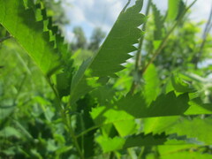 Sanguisorba officinalis