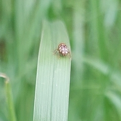 Cryptocephalus guttulatus