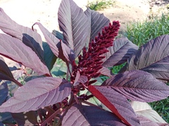Amaranthus hypochondriacus