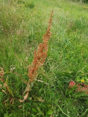 Rumex