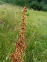 Rumex