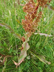Rumex