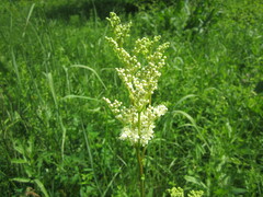Filipendula ulmaria