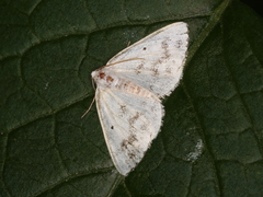 Lomographa temerata