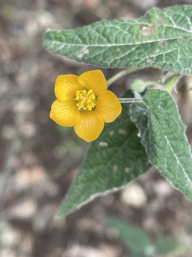 Abutilon oxycarpum (Abutilon oxycarpum)