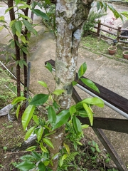 Aquilaria