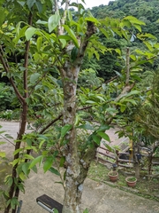 Aquilaria