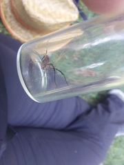 Lacinius horridus