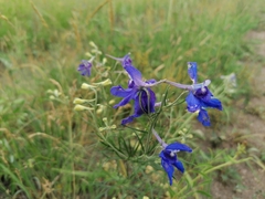 Delphinium grandiflorum