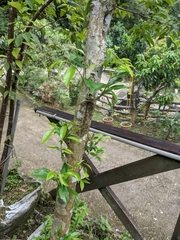Aquilaria