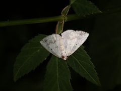 Lomographa temerata