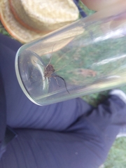 Lacinius horridus
