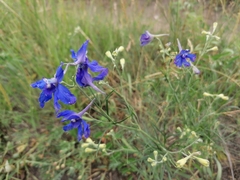 Delphinium grandiflorum