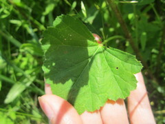 Althaea officinalis