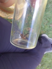 Lacinius horridus