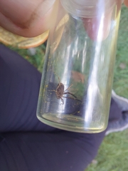 Lacinius horridus