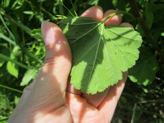 Althaea officinalis